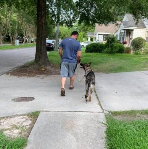 loose leash walking