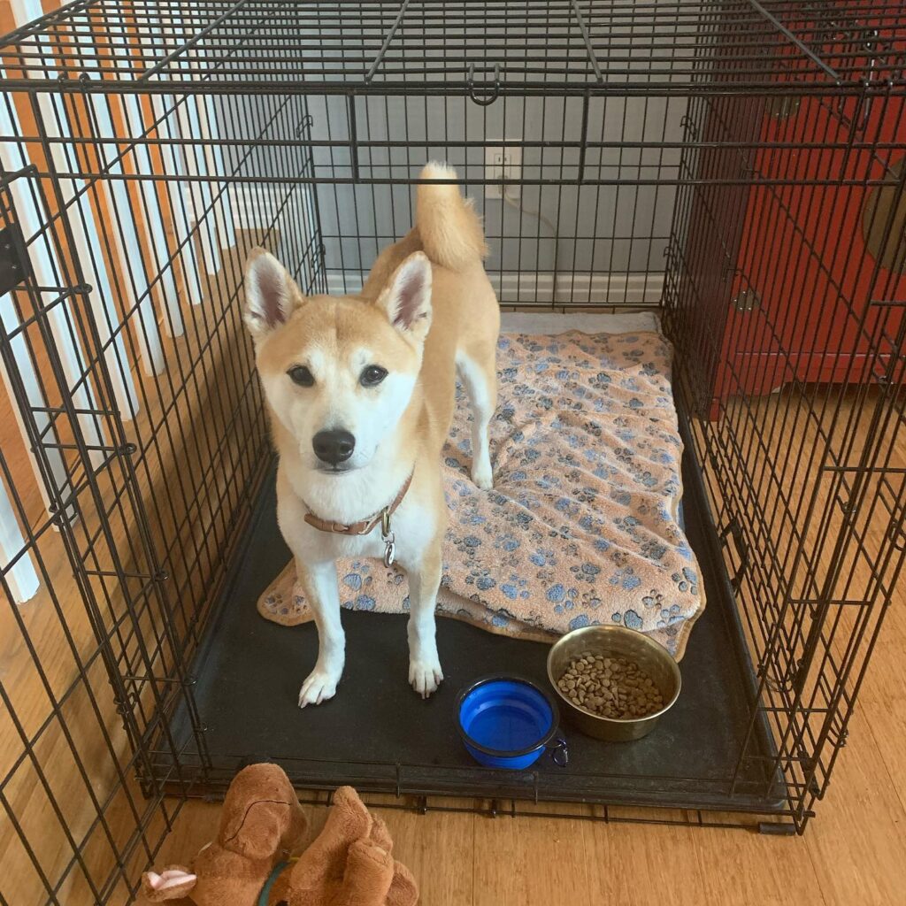 crate training