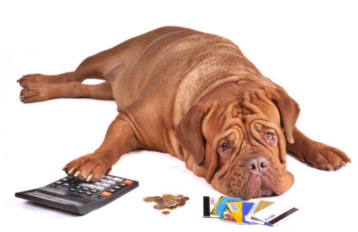 dog figuring out how to pay for training